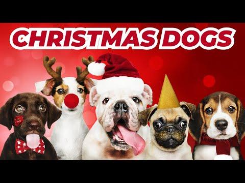 Dogs Barking Jingle Bells! #Video