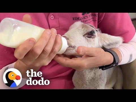 Newborn Lamb With Broken Legs Makes An Incredible Recovery #Video