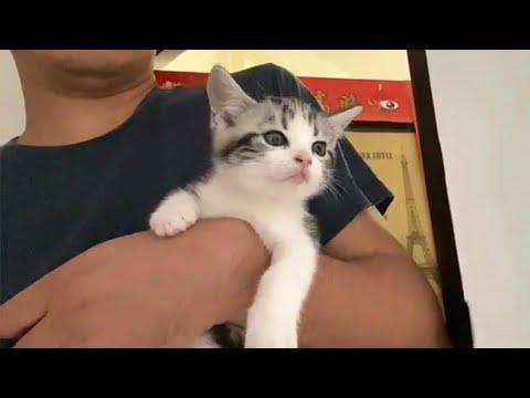 This Playful Adopted Kitty Is too cute to handle #Video