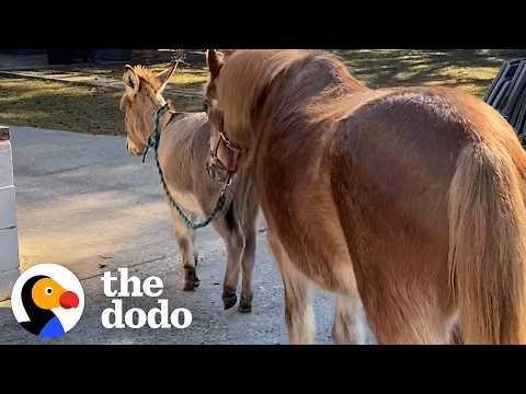 33-Year-Old Blind Pony Gets A Seeing-Eye Donkey #Video