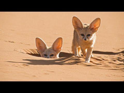 World's Smallest Wild Dog | Dogs in the Wild: Meet The Family | BBC Earth #Video