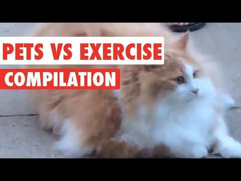 Pets Vs Exercise Video Compilation 2017