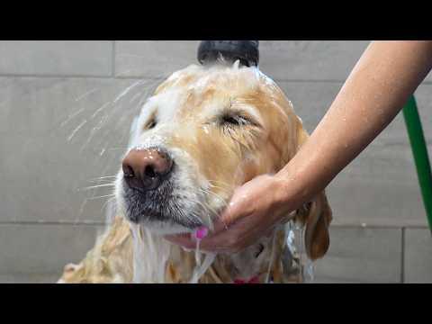 This Golden Retriever Has One Very Special Talent #Video