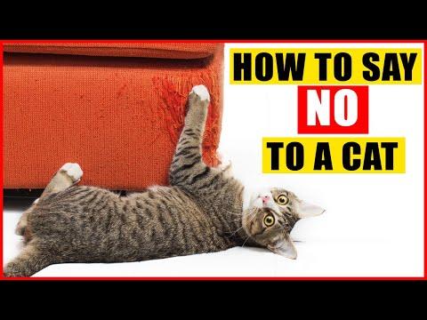 How To Tell Your Cat Not to Do Something #Video