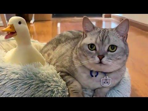 Chill Kitty and Duck Friend #Video