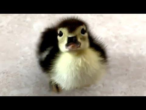 Wife has epic response when husband brings home a duck #Video