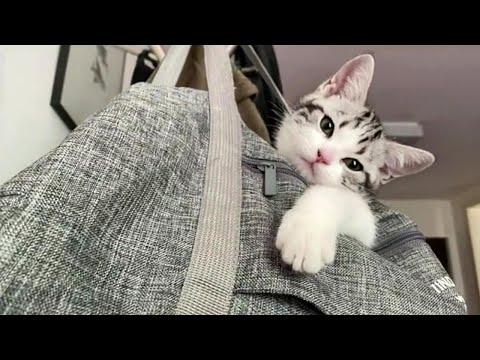 Super Cute Playful Kitten #Video