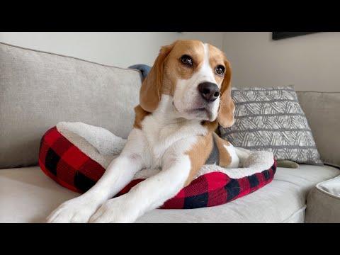Cute beagle stretches languorously video