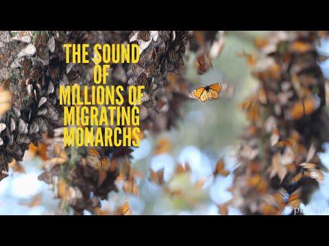 The SOUND of Millions of Monarch Butterflies! #Video