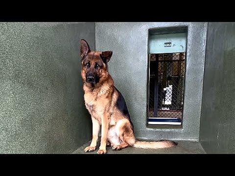 Shelter dog heartbroken after family rejects him over looks #Video