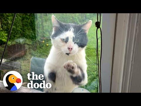 Stray Cat Paws At The Window Every Day Until Lady Adopts Him #Video