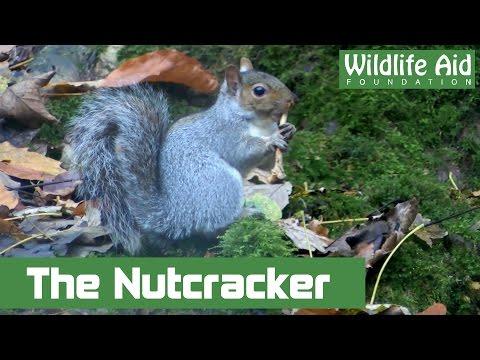 Amazing Squirrel Playing Nutcracker