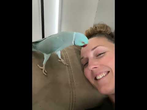 There's No Napping Around A Parrot.. #Video