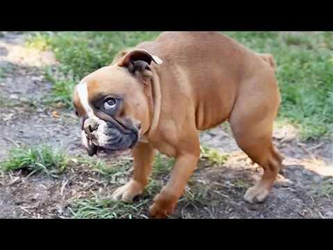 Tiny Bulldog With Curved Spine Becomes Local Hero #Video