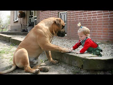 When your dog is the most patient big brother #Video