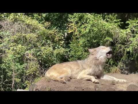 Gray Wolf Howls with Endangered Red Wolves #Video