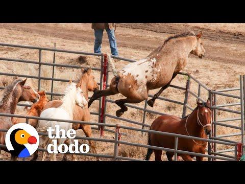 5 Horse Rescues That Will Make You Believe In Miracles #Video