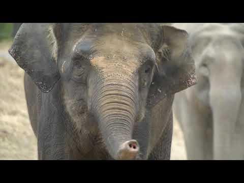 Saving Asian Elephants
