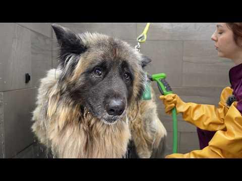 From Neglected to Majestic: The Akita Groom That Almost Broke Us #Video