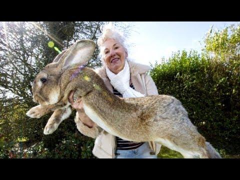 A Really Really Big Bunny. Your Daily Dose Of Internet