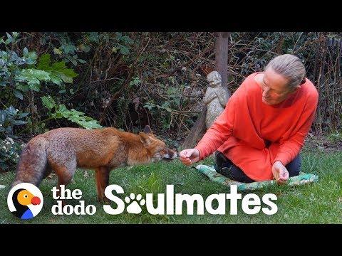 Watch How This Woman Befriended A Wild Fox