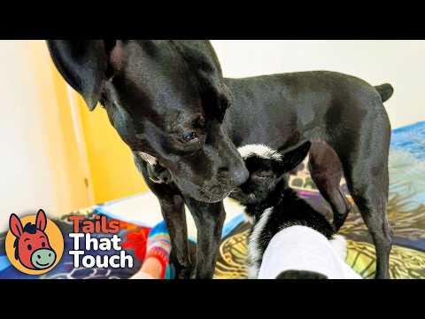 Disabled Goat Thinks Family Dog Is His Mom #Video