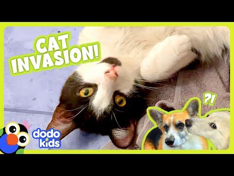 These Cats Are Causing Chaos! | Dodo Kids #Video