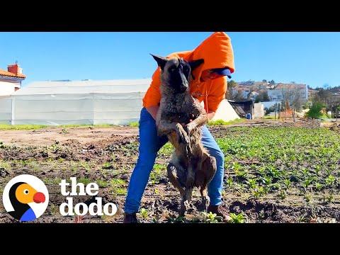 Dog Found Paralyzed In A Field Reunites With Rescuer A Year Later #Video