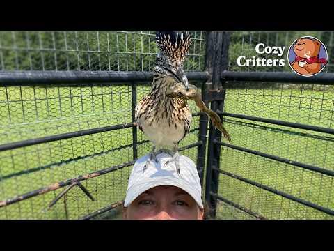 She Returned Him to the Wild, But He Decided to Follow Her With 'Gifts' #Video