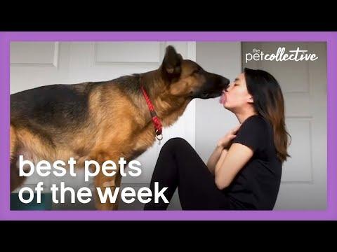 Best Pets Of The Week | Week 3 May 2020