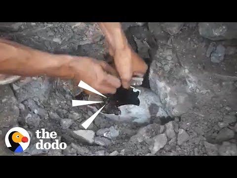 Baby Animals Are Trapped Underground | The Dodo
