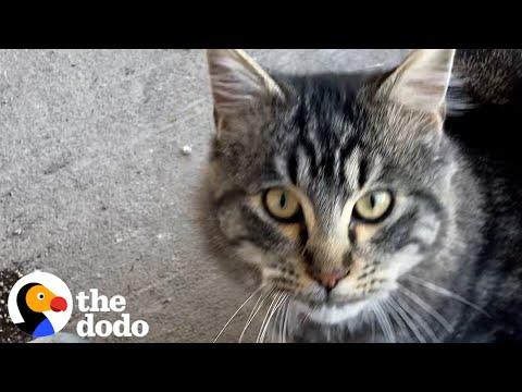 Outdoor Cat Forces Himself Into Neighbor's Life #Video