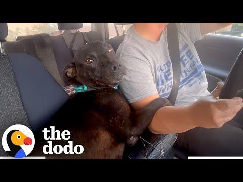 Pregnant Stray Pittie Hugs Her Rescuer The Whole Ride Home #Video