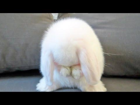 Cute Baby Bunny Washing Her Face Video