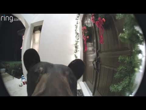 Bear rings doorbell at home in Florida #Video