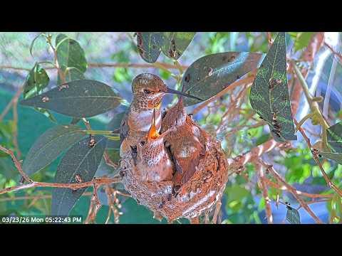 Highlights of 22–23 Day Old Hummingbird Chicks Before They Leave the Nest.