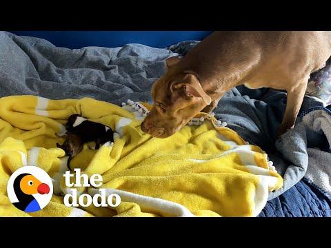 Pittie Thinks Her Puppy Siblings Are So Gross...But Then Something Changes! #Video