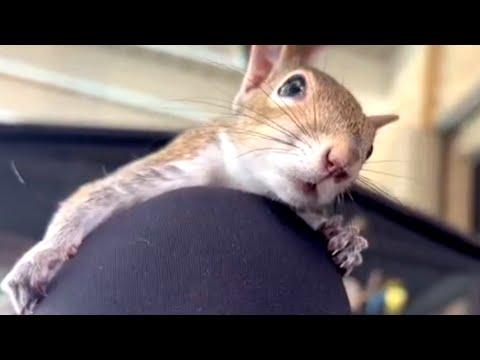 I rescued a squirrel. Now he refuses to leave #Video