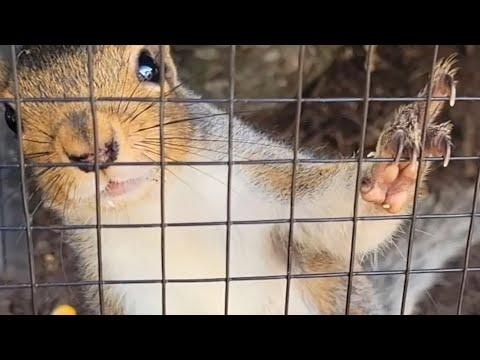 Squirrel in Need Finds His Hero - and a Best Friend Named Ducky #Video