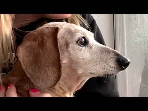 Elderly street dog is so happy to finally have a home #Video