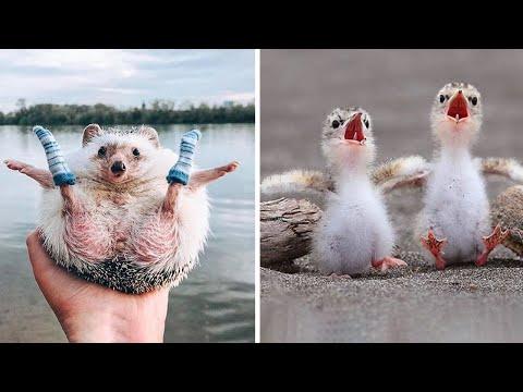Cute baby animals Videos Compilation cutest moment of the animals - Soo Cute! #22