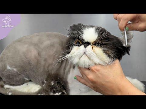 The INDIGNITY Of It All | Sheldon The Cat Returns #Video