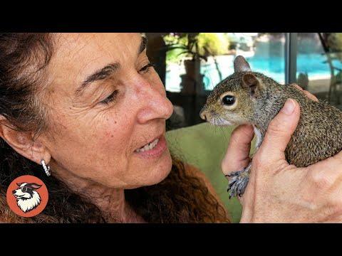 Wild Otter Jumps Into Man’s Kayak Every Day #Video