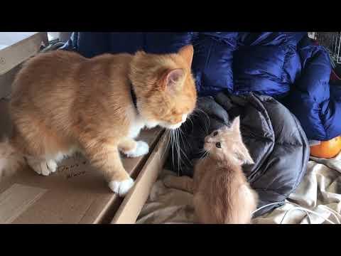 Dad cat beats up kitten and gets a kiss from mom at the end. #Video