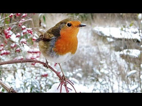 Beauty of Birds in Winter | Garden Birds | Robert E Fuller #Video