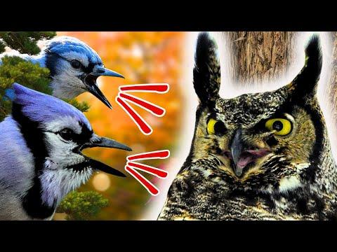 How Birds Work Together to Drive Away Owls and Hawks #Video