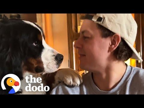 Life With 2 Giant Velcro Dogs #Video