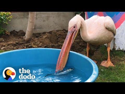 Man Lends Kids' Pool To Injured Pelican Until She Was Released Into The Wild #Video