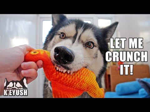 Husky Confused By Robotic Cat Toy! He Explodes it! #Video