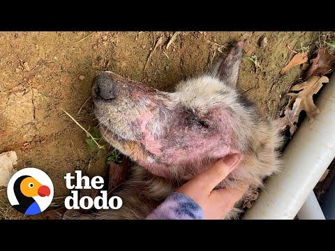 Starving Husky Nearly Gives Up Until A Miracle Happens #Video